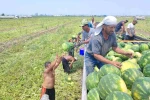 40 derece sıcakta karpuz işçilerinin ekmek mücadelesi 