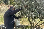 88 yaşındaki Emine nine zeytin hasadında