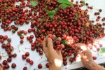 ABD ve Avrupa kirazda bu aromayı özellikle istiyor 