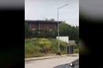 Aç kalan domuz sürüsü, gündüz şehir merkezine indi 