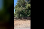 Aç kalan domuz sürüsü şehre indi 