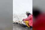 Aç kalan tilkiyi elleriyle besledi 