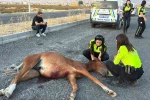 Acılar içinde kıvranan yaralı ata 4 saatlik eziyet verici kurtarma çalışması