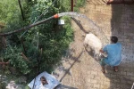 Adana’da 42 derece sıcaklıkta koyunları buzlu ve soğuk suyla serinletme