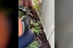 Ağa dolanarak mahsur kalan yılanı itfaiye kurtardı 