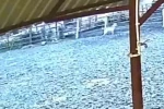 Ağıla giren kurt 8 küçükbaş hayvanı telef etti
