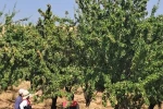 Ağın’da badem bahçelerinde saha kontrolleri