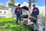 Ağın’da yaralı dağ keçisi koruma altına alındı 