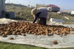 Ağrı’da kışlık patatesler geleneksel yöntemle toprağa gömülerek korunuyor