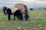 Ağrı’da küçükbaş hayvanlar meralara çıkarıldı 