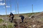 Ağrı’da vatandaşlar imece usulü fidan dikerek geleceğe nefes oluyor 