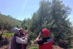 Akhisar’da zeytin üreticilerine hastalık ve zararlı uyarısı 