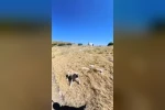 Aladağlar’da BASE Jump sporcusuna çoban köpekleri saldırdı