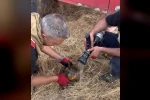 Alevler arasında kalan kaplumbağaya itfaiye ekibinden müdahale