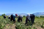 Alın teri 40 derecede toprağa karışıyor