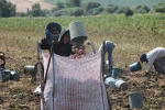 Amasya’da patates hasadı başladı: 130 bin ton rekolte bekleniyor