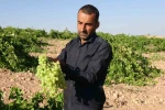 Anadolu’nun Unutulan Lezzeti "tahannebi" üzümü Malatya’da yeniden ekonomiye kazandırılıyor