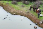 Ankara’da düşen kuğu Edirne’de özgürlüğüne kavuştu 