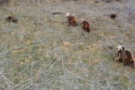 Anne ayı ve iki yavrusu havadan görüntülendi