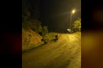 Anne ayı ve üç yavrusu komşusu oldu 