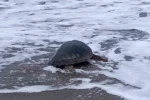 Antalya’da yaralı bulunan Caretta caretta tedavisinin ardından yeniden özgürlüğe kavuştu