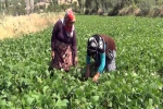 Aracı yok, doğallık var: Çiftçi hem üretiyor hem satıyor