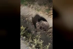 Aracın çarpıp kaçtığı ayı vatandaşlar tarafından görüntülendi 