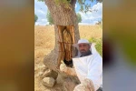 Arıların izini sürüp ağaçların içinden bal çıkardılar