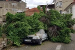Asırlık ağaç park halindeki aracın üzerine devrildi 