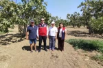 Aydın incirinin kalitesi için sahada sıkı takip 