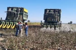 Aydın’da pamuk toplama fiyatı belirlendi
