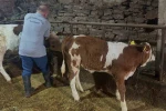Aydıntepe’de 6 köyde daha buzağı küpeleme ve aşılama çalışmaları tamamlandı 