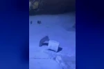 Ayı ailesinin çöp konteyneri ile oyunu