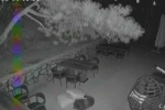 Ayı yavrularının sevimli halleri güvenlik kamerasına yansıdı
