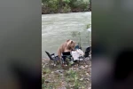 Ayının piknik keyfi kameralara yansıdı
