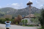 Baharın habercisi leylek, yuvasına bu yıl da eşiyle birlikte geldi