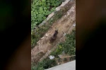 Bahçeye giren ayı paniğe yol açtı 
