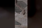 Balkona çay içmeye çıktı, karşısında dev yılanı görünce donakaldı