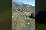 Batman’da etçil çekirge görüntülendi