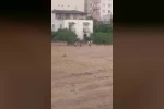 Batman’da huysuzlanan inek sahibini yaraladı