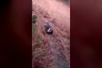 Batman’da porsuk görüntülendi 