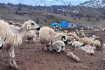 Bayburt’ta küçükbaş hayvancılığa destek başvuruları sürüyor 