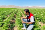 Bayburt’ta patates üretim alanları hastalık ve zararlılara karşı denetlendi
