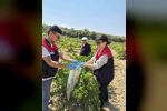 Bekilli’de üzüm bağlarından tek tek numune alınıyor