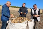 Beyşehir’de patates üreticisinin artan üretimle yüzü güldü