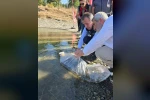 Bilecik’te gölet ve barajlara 512 bin sazan yavrusu salındı 