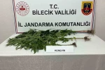 Bilecik’te yasadışı kenevir ekimi ortaya çıkarıldı