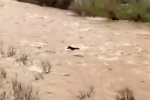 Bingöl’de sel sularına kapılan at ölümden döndü 