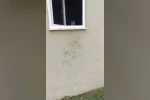 Bir günde 20 eve giren ayı yayla sakinlerini canından bezdirdi