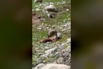 Bir yandan yakaladığı dağ keçisin yiyen kurt, diğer yandan havada süzülen akbabalar 